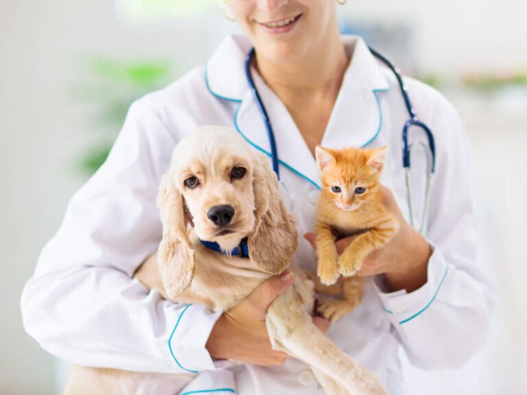 Best Pet Insurance Plan:Unveiling The Best Pet Insurance Plan